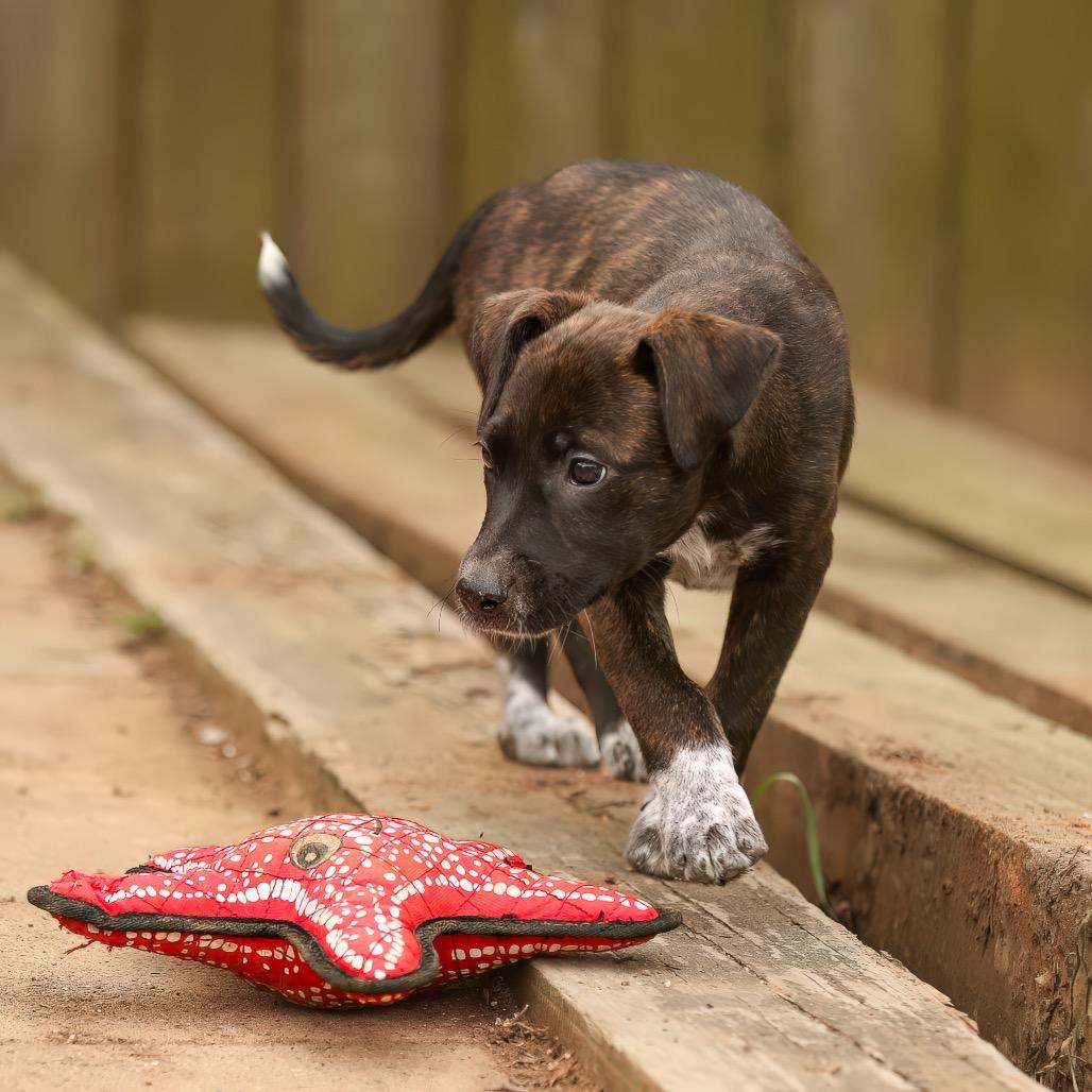 Enlarge Minnie, a Adoptable mixed breed in Livingston, TX image 4/6