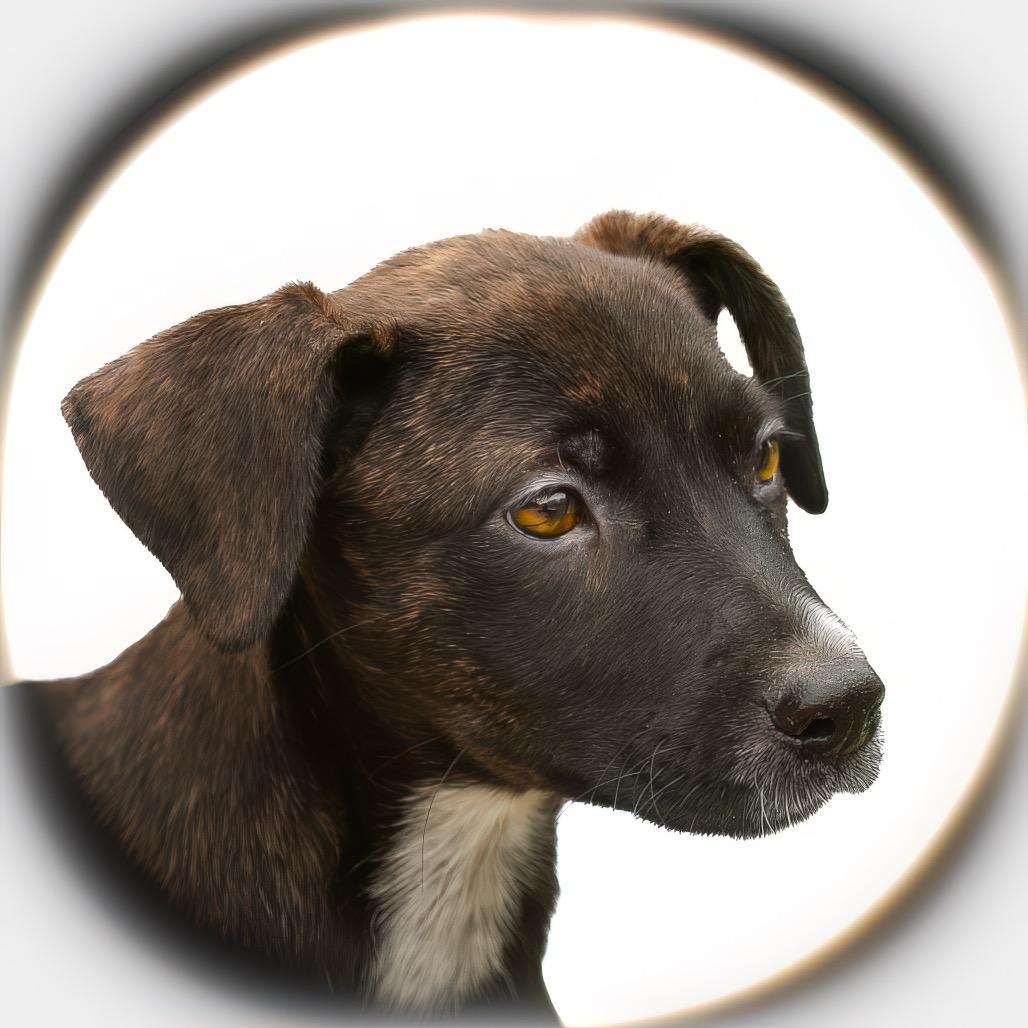 Enlarge Minnie, a Adoptable mixed breed in Livingston, TX image 5/6