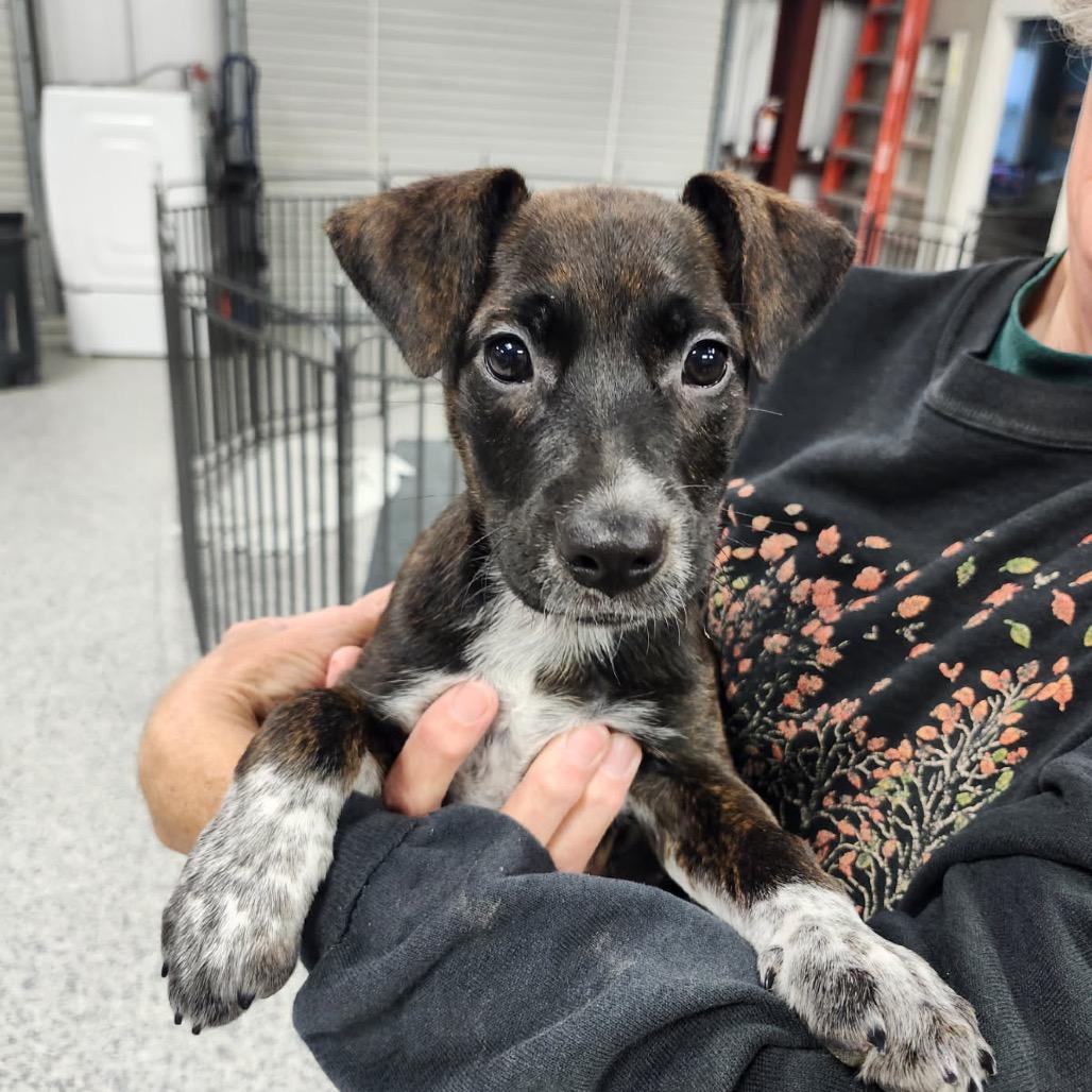 Enlarge Minnie, a Adoptable mixed breed in Livingston, TX image 6/6