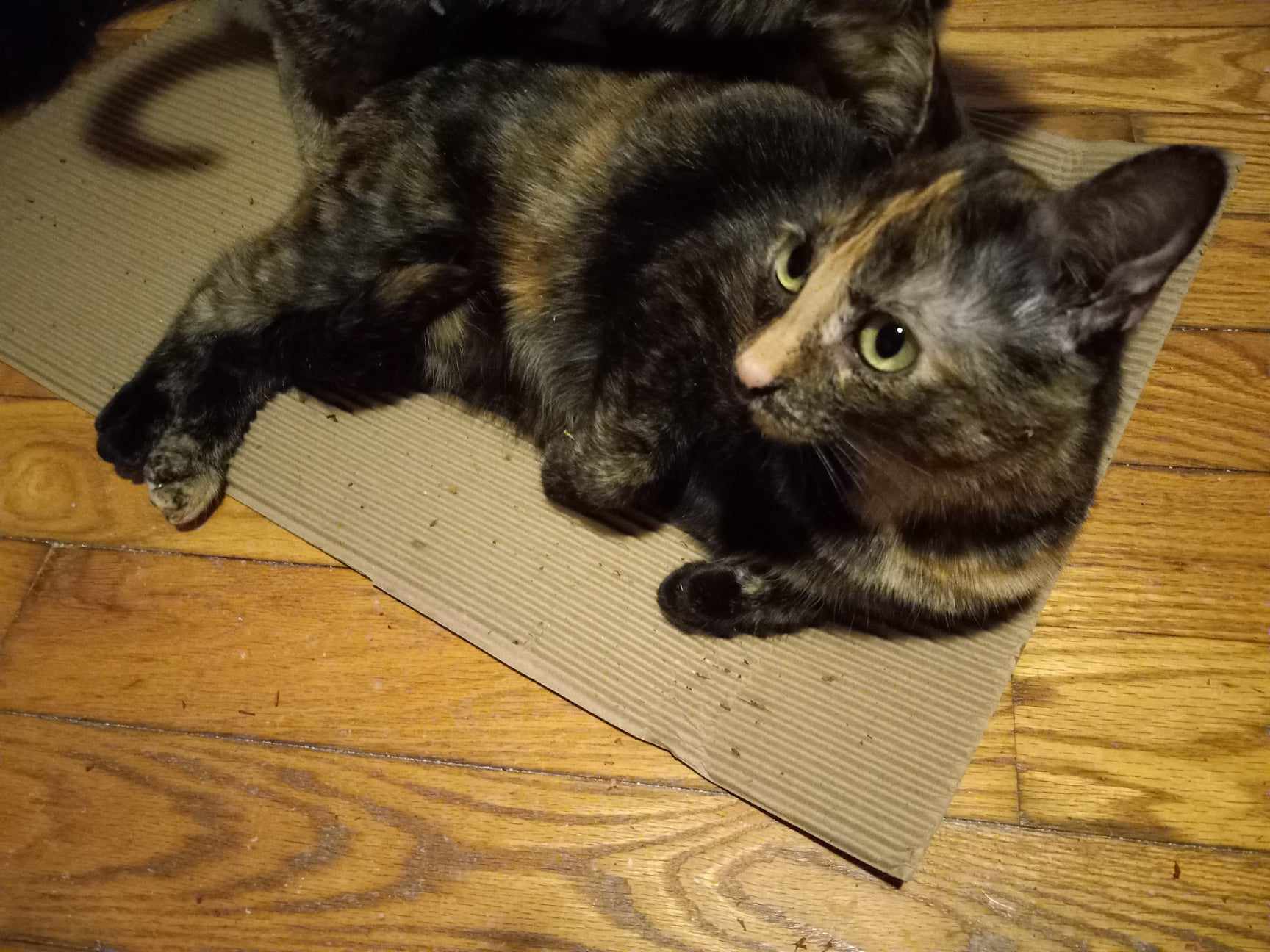 Spook, a Adoptable Domestic Short Hair in Midland, MI image 1/6