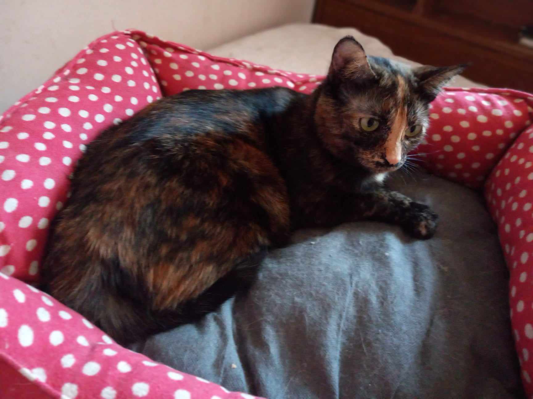 Spook, a Adoptable Domestic Short Hair in Midland, MI image 6/6