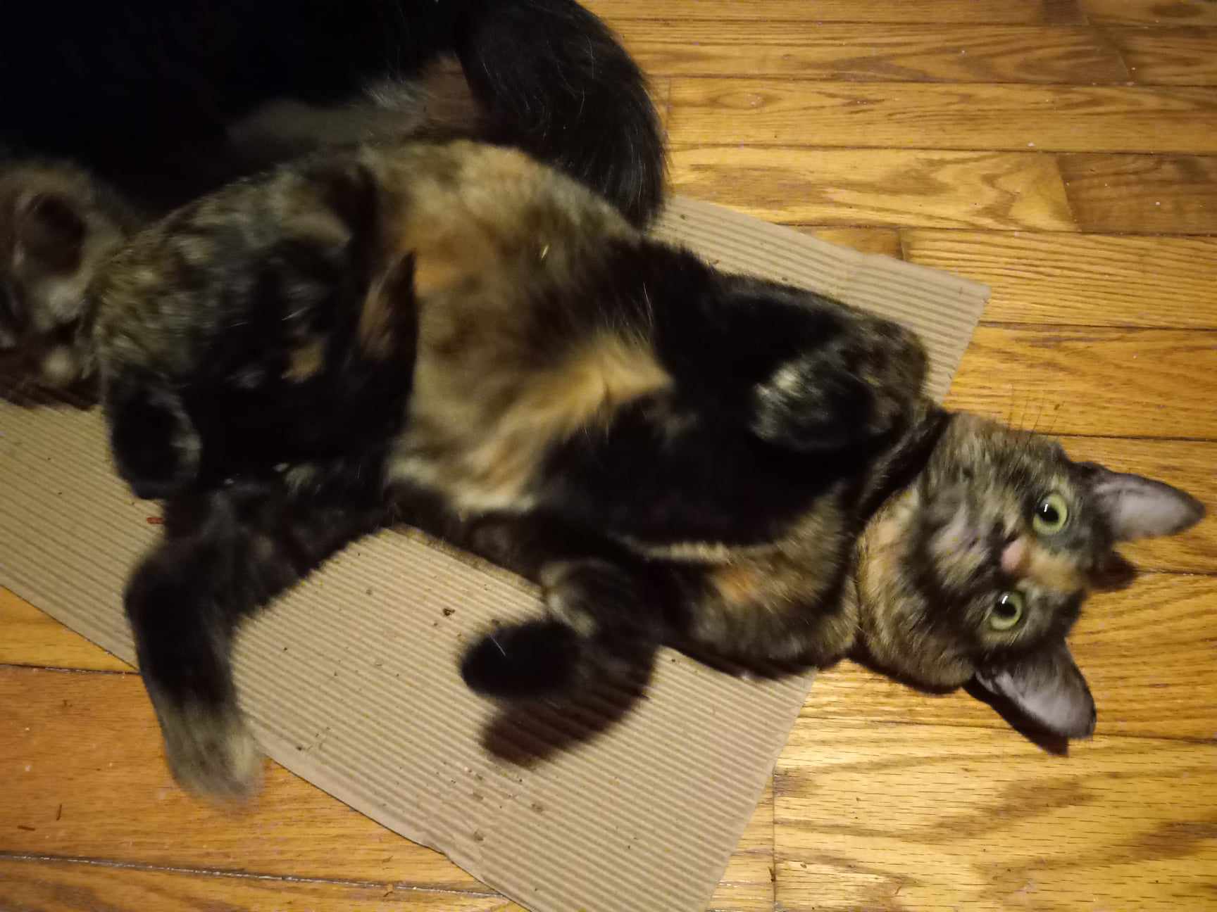 Spook, a Adoptable Domestic Short Hair in Midland, MI image 4/6