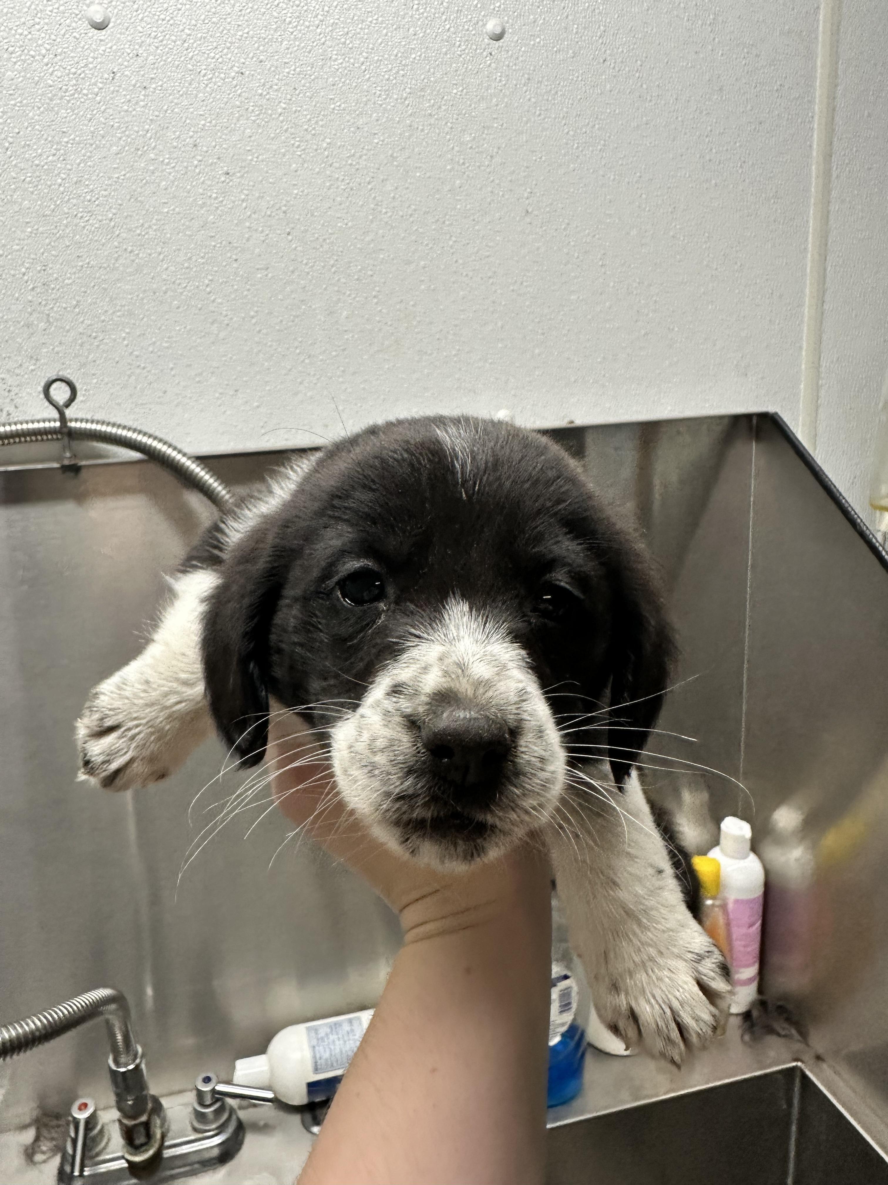 Willow, Adopted, Young Female Beagle & Border Collie.