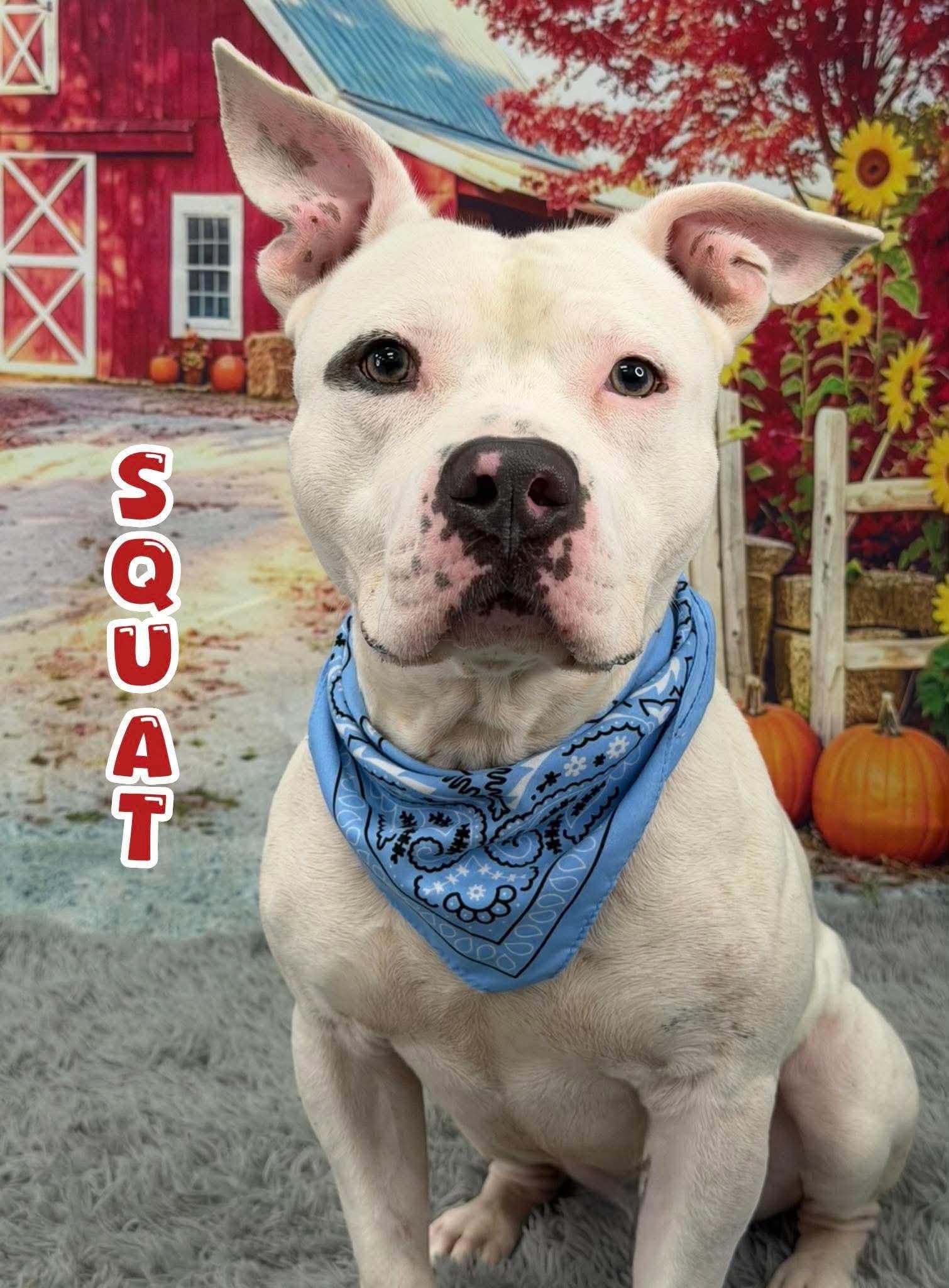 Squat, Adoptable, Adult Male Mixed Breed.