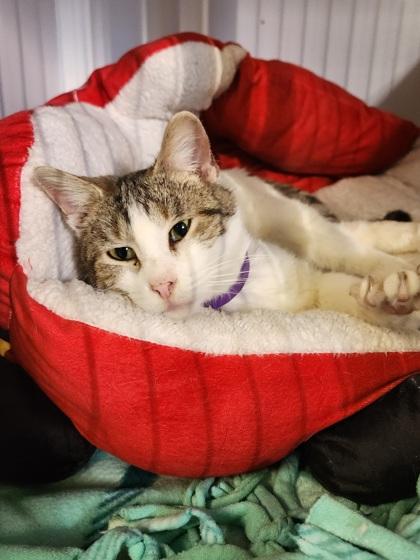 Enlarge Willow, a Adoptable Domestic Short Hair in Shawano, WI image 1/3