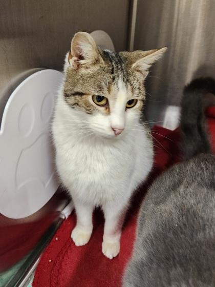 Enlarge Willow, a Adoptable Domestic Short Hair in Shawano, WI image 2/3