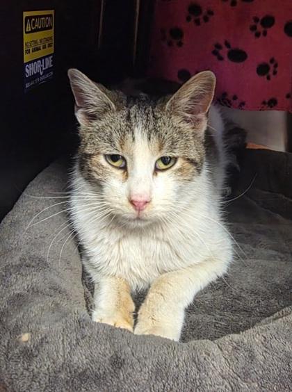 Willow, a Adoptable Domestic Short Hair in Shawano, WI image 1/2