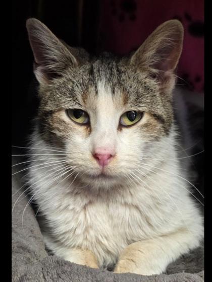Willow, a Adoptable Domestic Short Hair in Shawano, WI image 2/2
