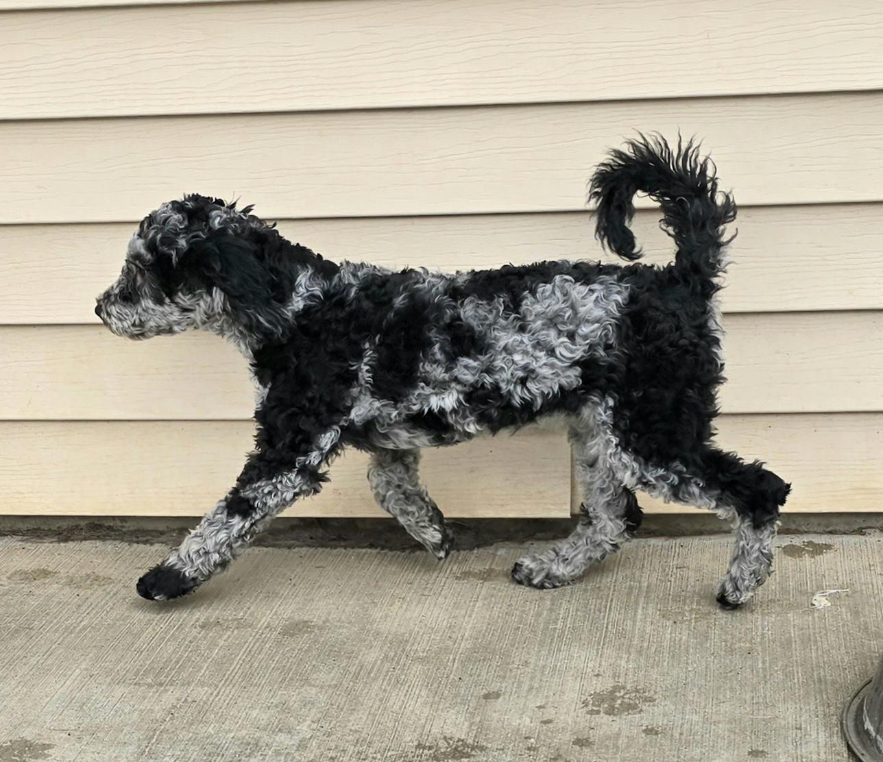 Enlarge Krislyn, an adopted mixed breed in Terre Haute, IN image 3/4