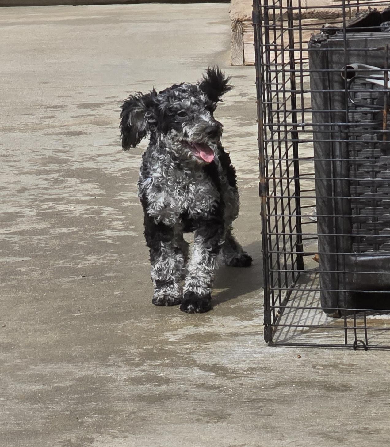 Enlarge Krislyn, an adopted mixed breed in Terre Haute, IN image 2/4