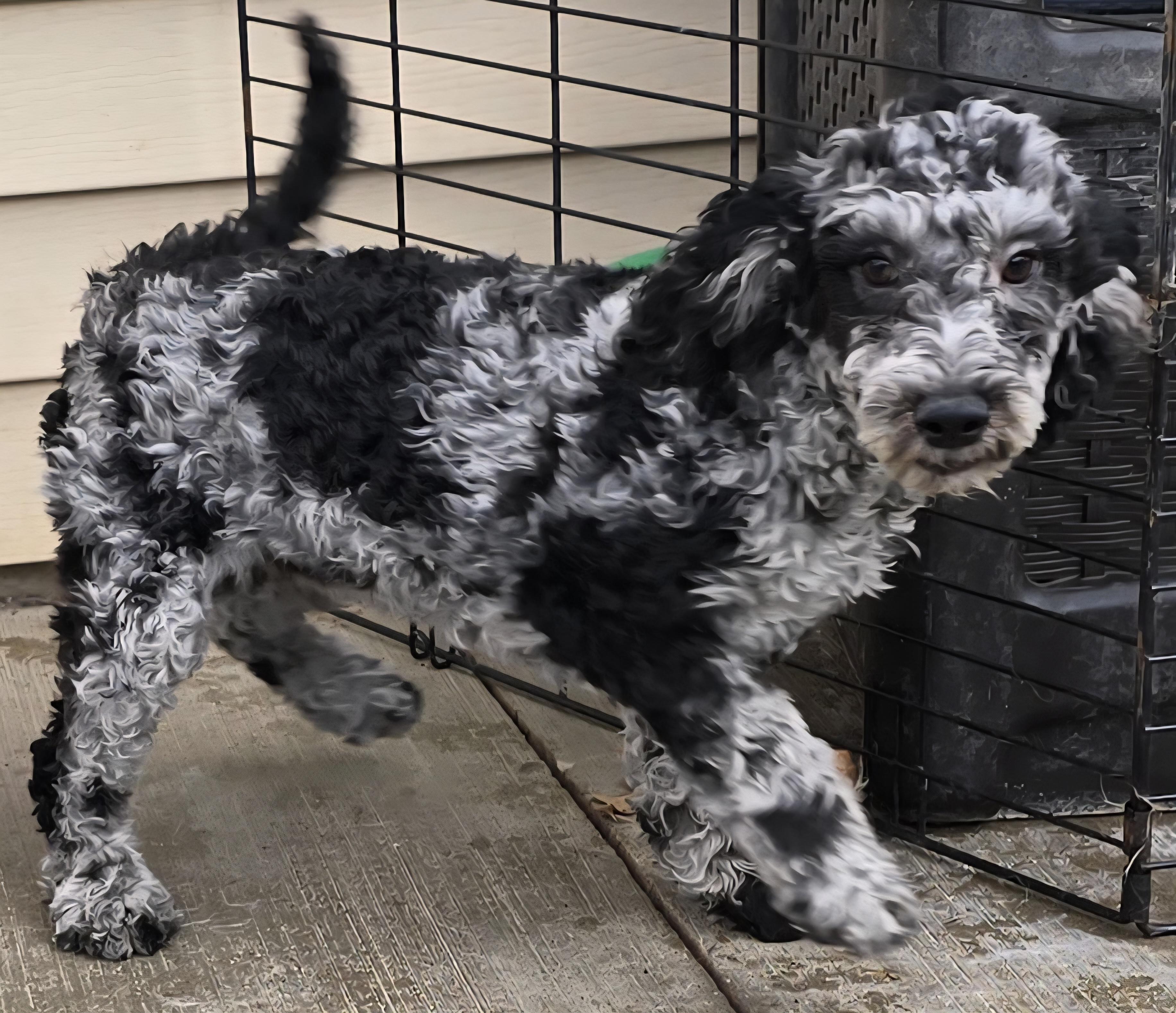 Enlarge Krislyn, an adopted mixed breed in Terre Haute, IN image 4/4