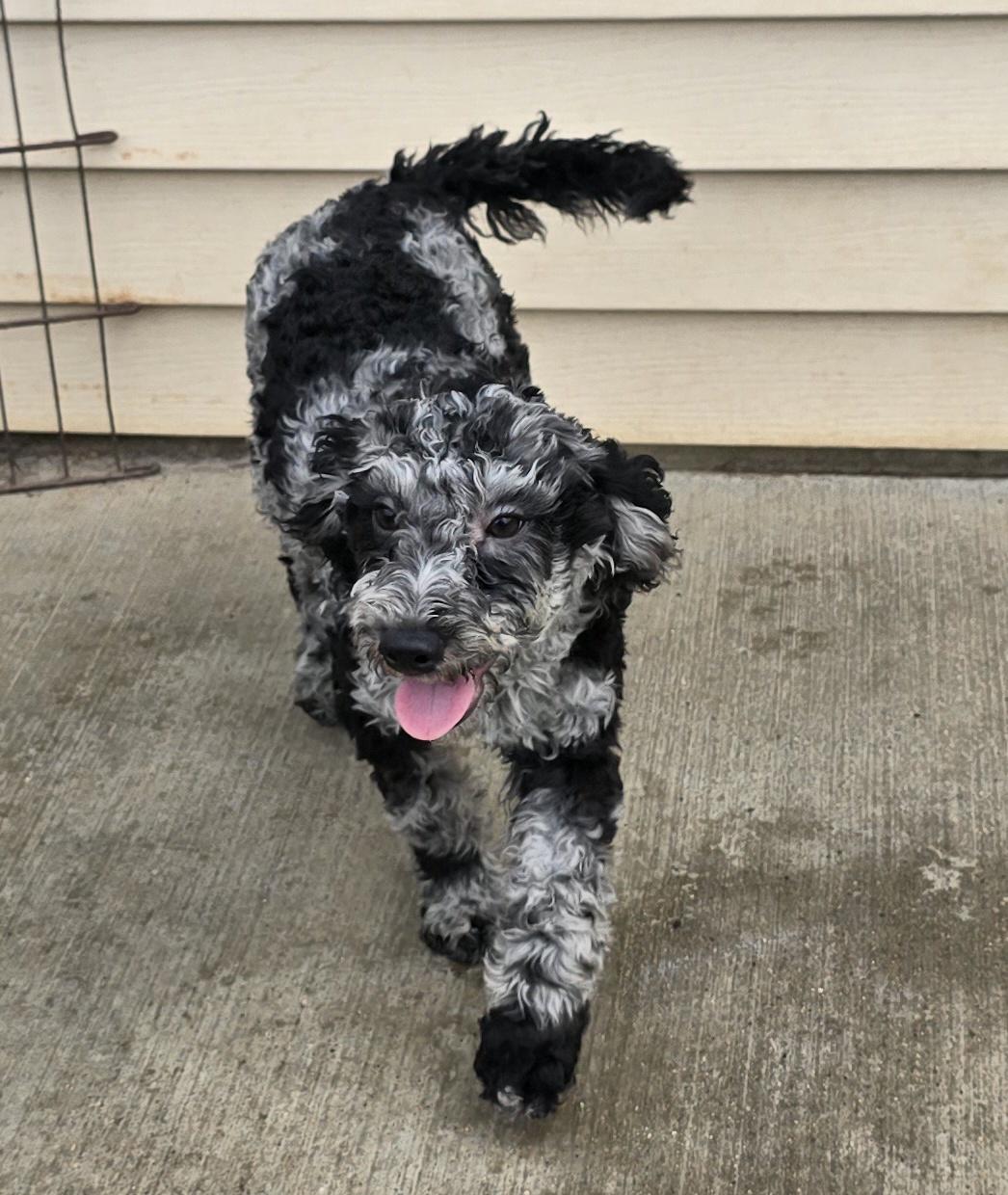 Enlarge Krislyn, an adopted mixed breed in Terre Haute, IN image 1/4