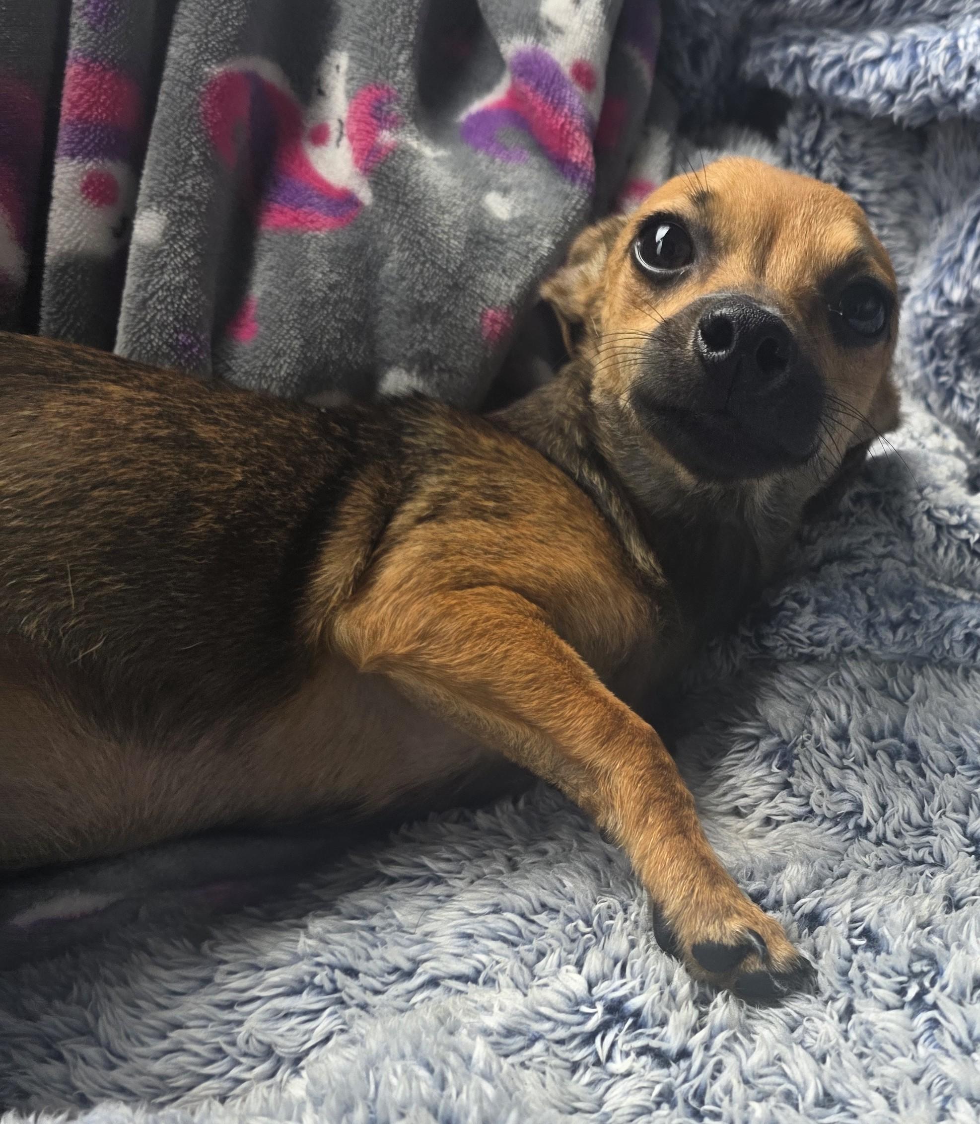 Dylan, Adoptable, Puppy Male Chiweenie.