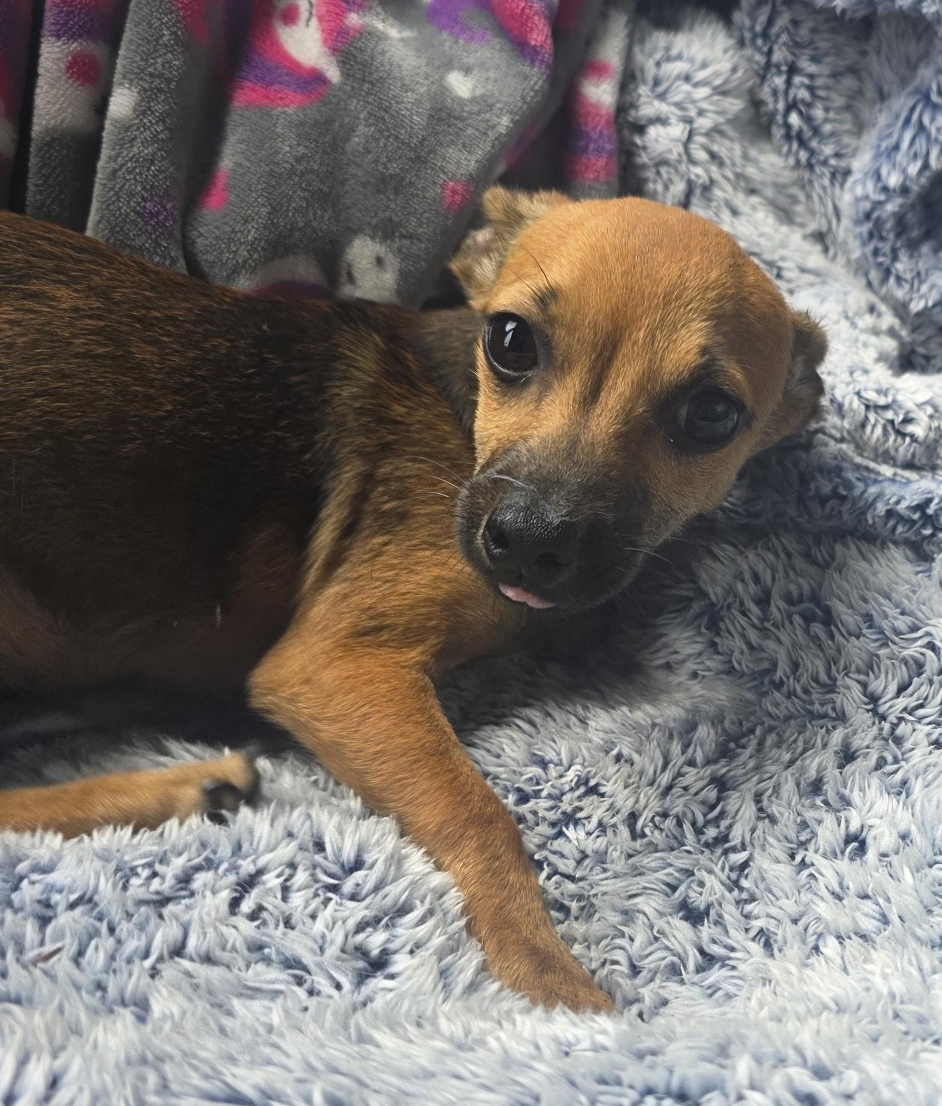 Enlarge Dylan, a Adoptable mixed breed in Boca Raton, FL image 2/2