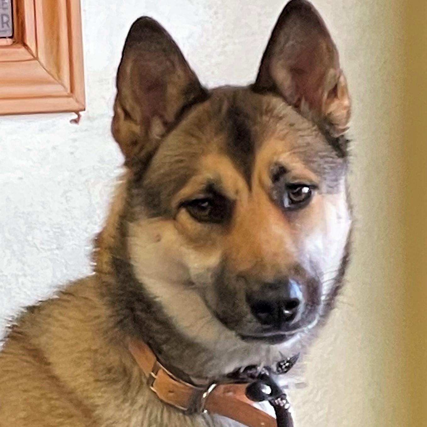 Enlarge Star, an adopted mixed breed in Barrington Hills, IL image 1/3