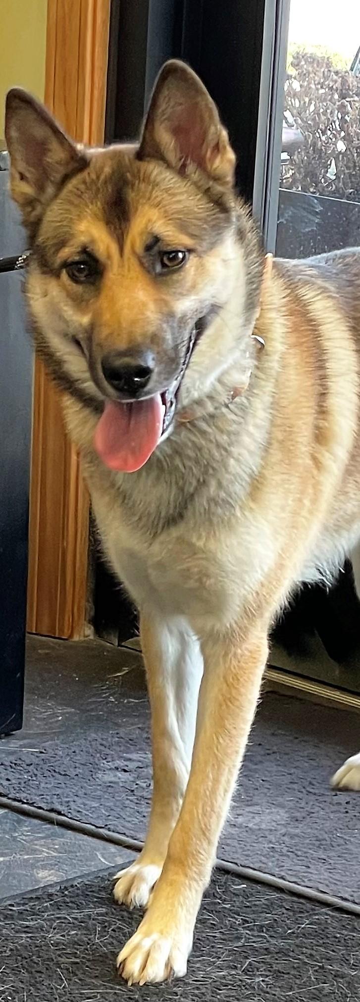 Enlarge Star, an adopted mixed breed in Barrington Hills, IL image 2/3