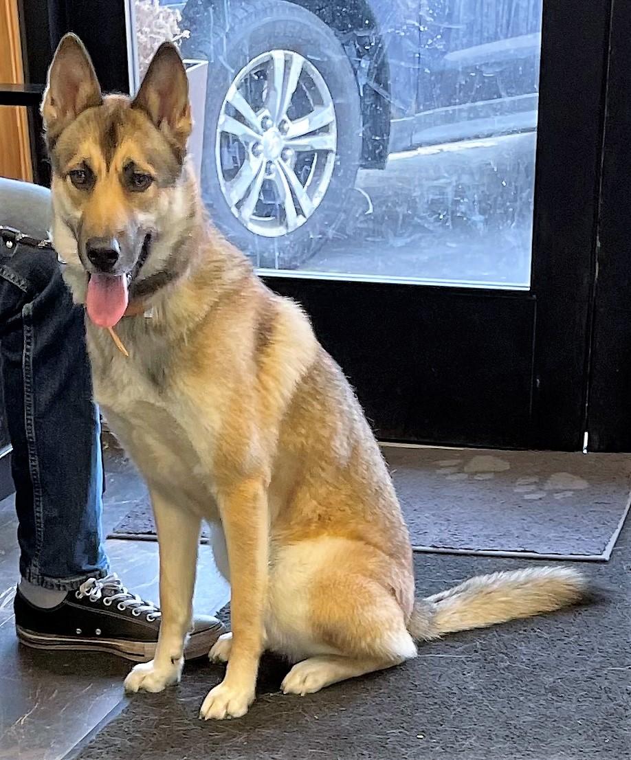 Enlarge Star, an adopted mixed breed in Barrington Hills, IL image 3/3