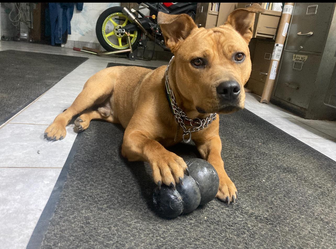 Churro-Foster me?, a Adoptable mixed breed in Detroit, MI image 5/6