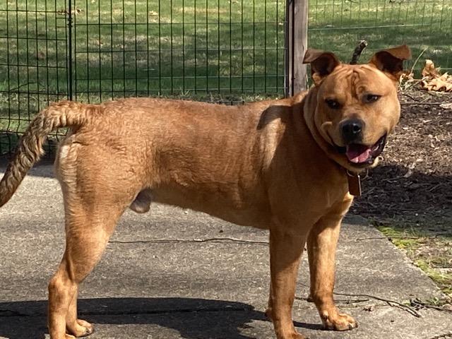 Churro-Foster me?, Adoptable, Adult Male Terrier & Shepherd.