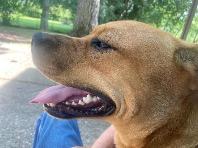 Churro-Foster me?, a Adoptable mixed breed in Detroit, MI image 3/6