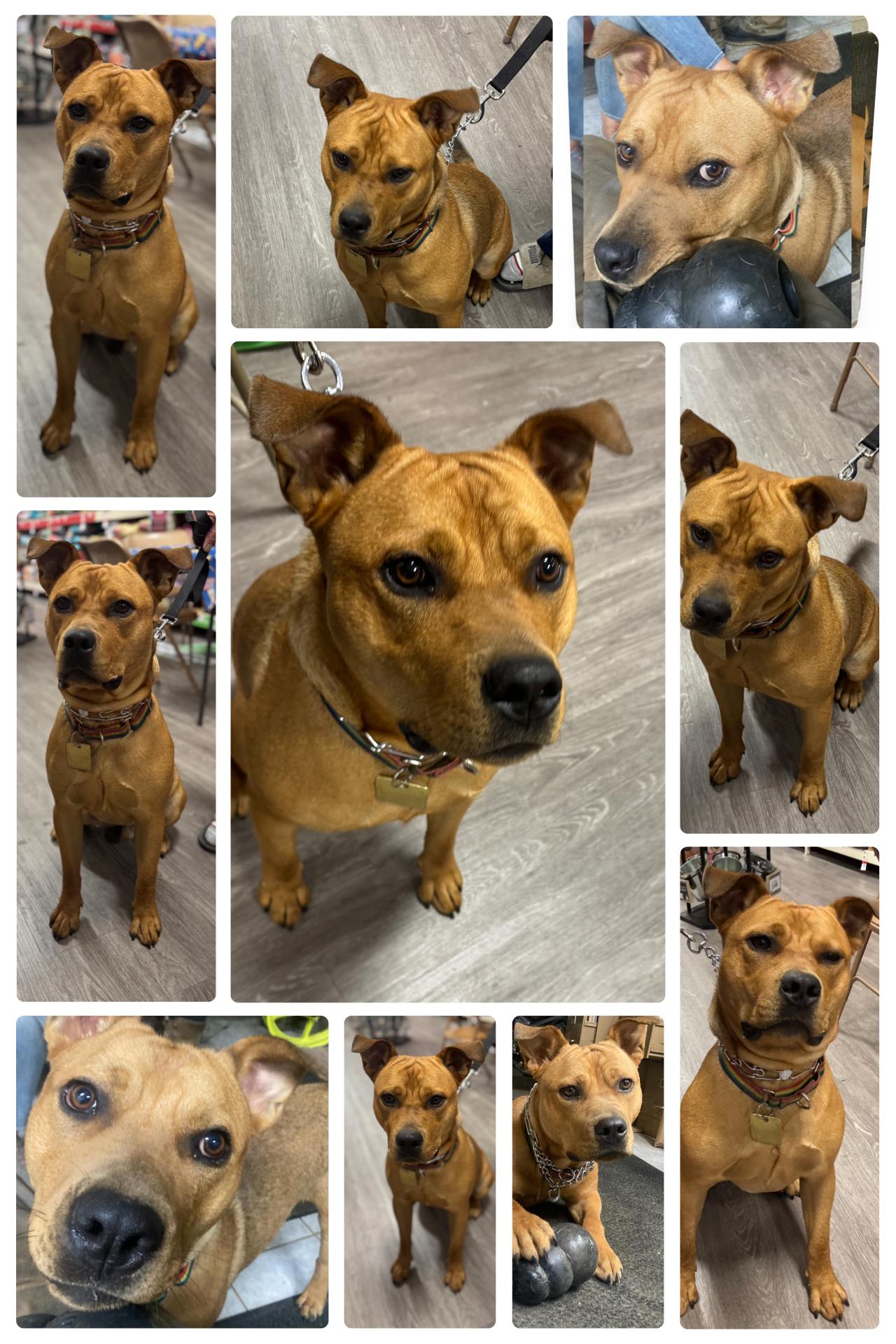 Churro-Foster me?, a Adoptable mixed breed in Detroit, MI image 1/6