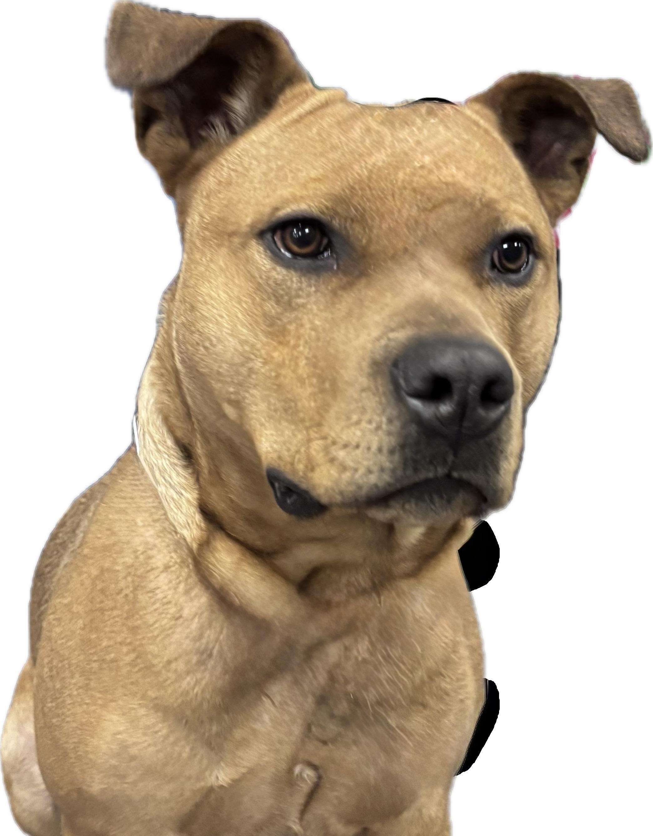 Churro-Foster me?, Adoptable, Adult Male Terrier & Shepherd.