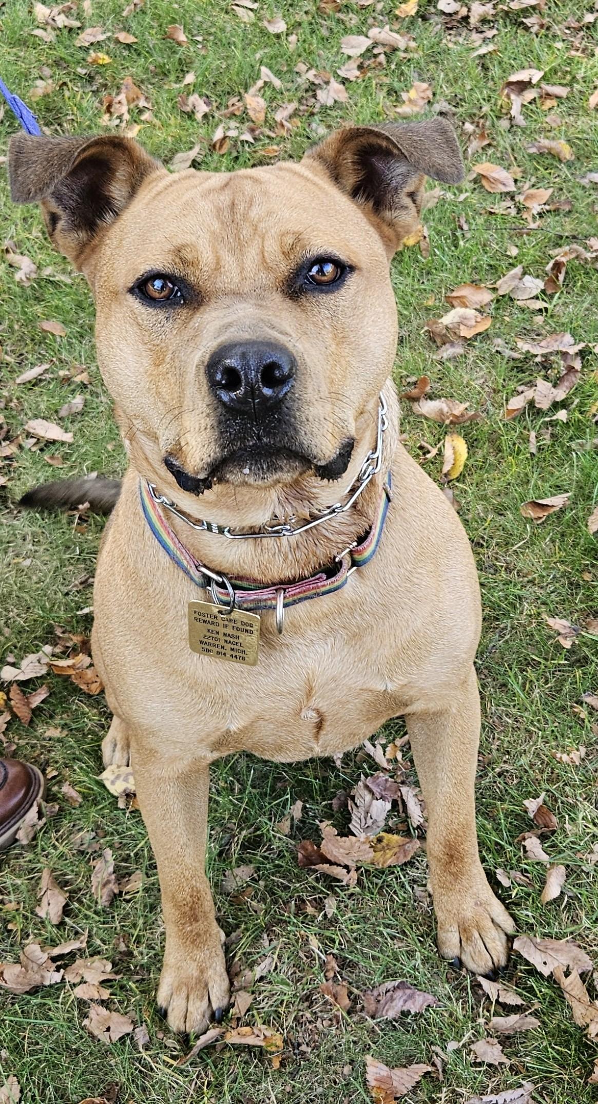 Churro-Foster me?, Adoptable, Adult Male Terrier & Shepherd.