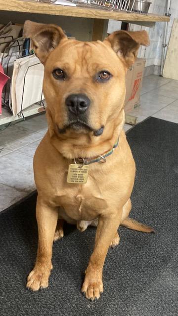 Churro-Foster me?, a Adoptable mixed breed in Detroit, MI image 3/6
