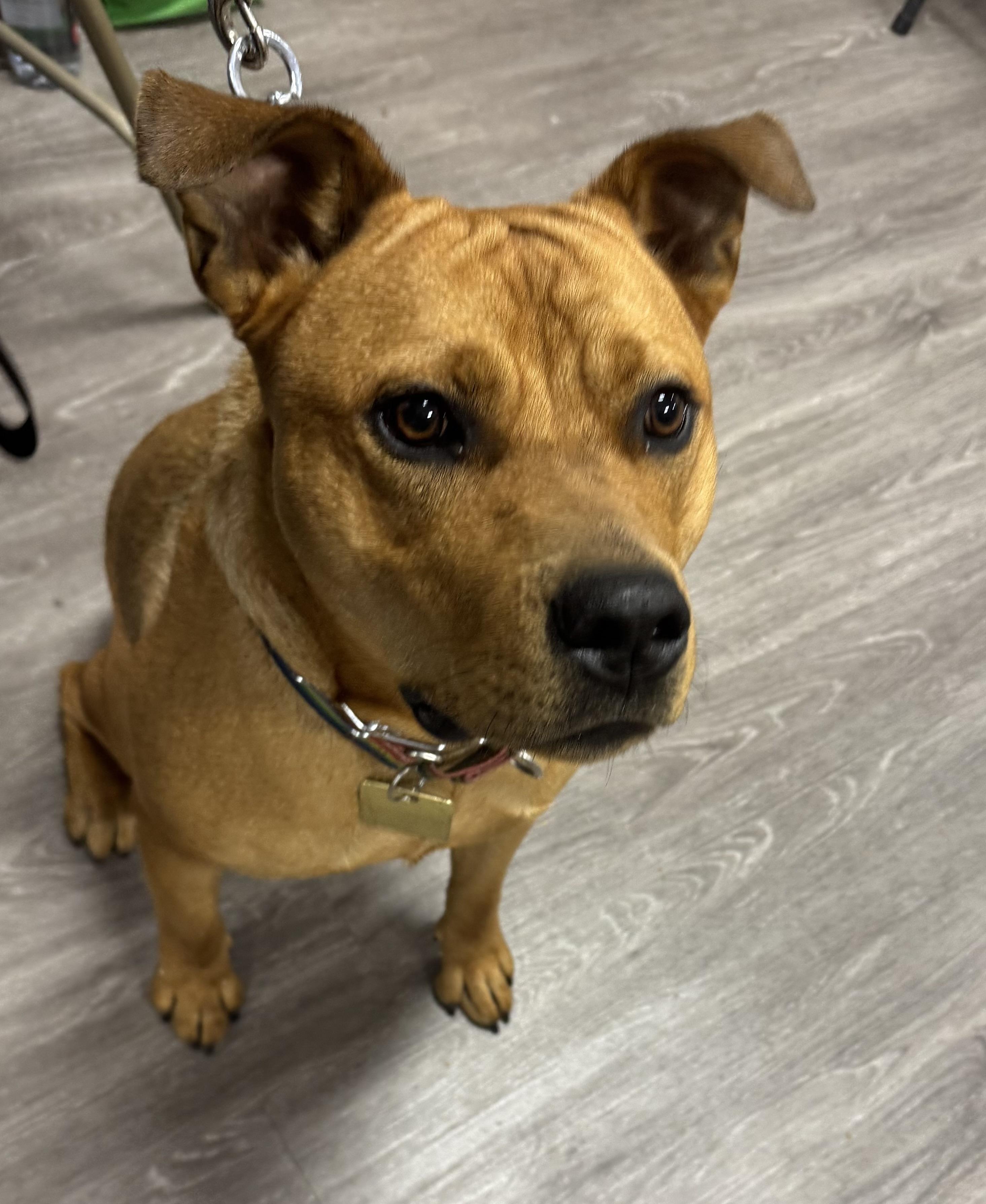 Churro-Foster me?, a Adoptable mixed breed in Detroit, MI image 4/6