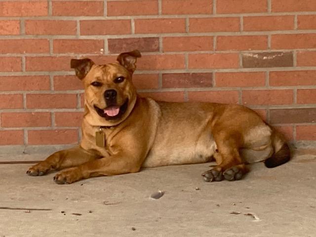 Churro-Foster me?, a Adoptable mixed breed in Detroit, MI image 2/6