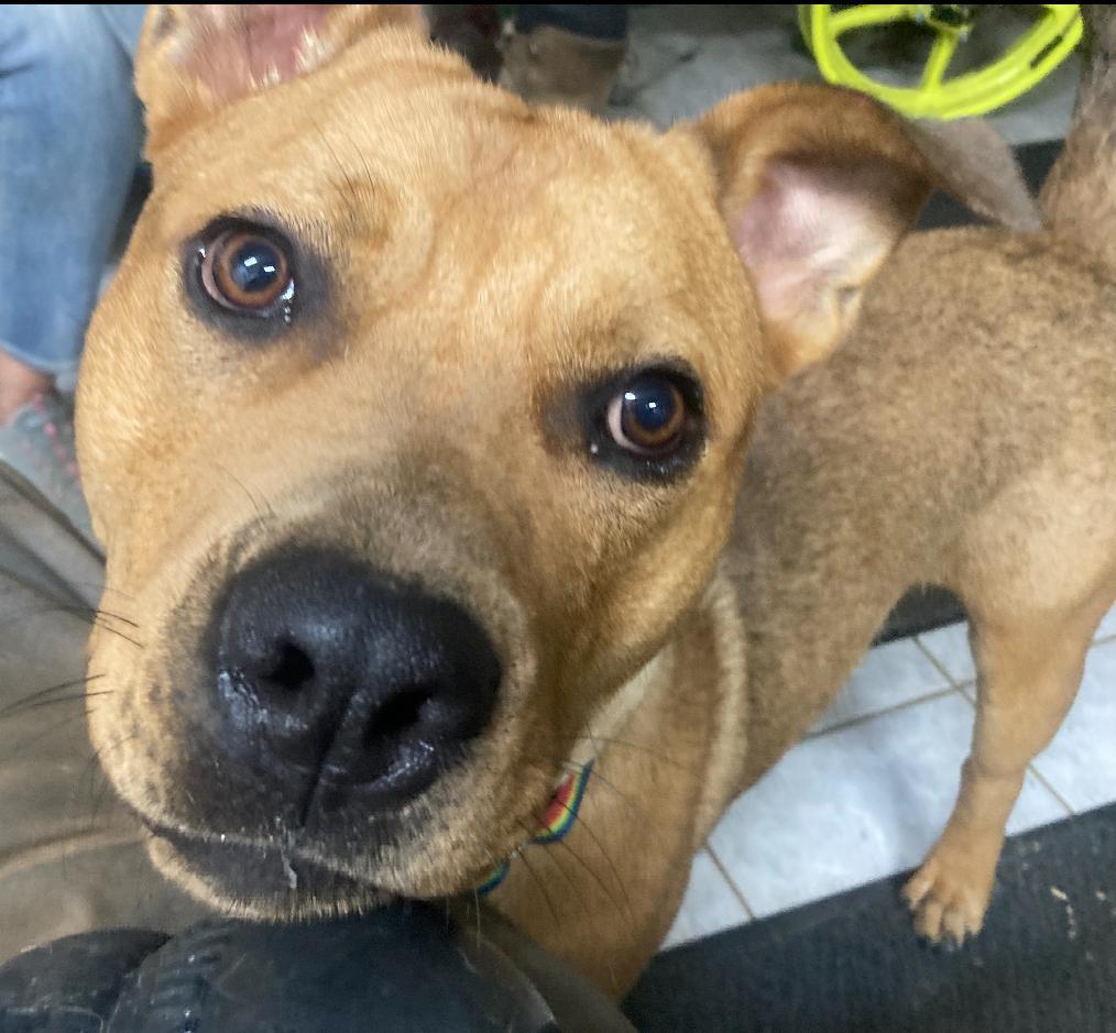 Churro-Foster me?, a Adoptable mixed breed in Detroit, MI image 6/6