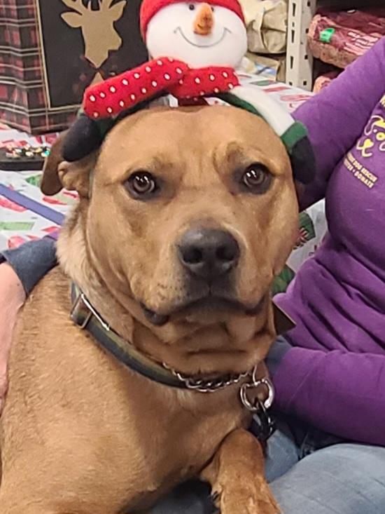 Enlarge Churro-Foster me?, a Adoptable mixed breed in Detroit, MI image 1/6