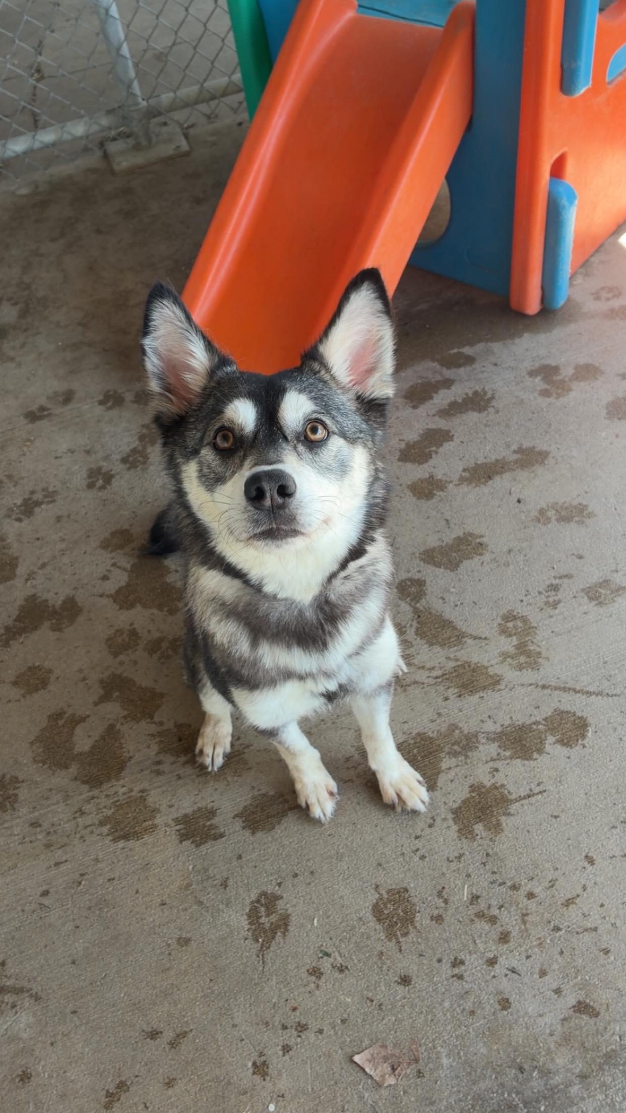 Enlarge Sophie, a ADOPTABLE mixed breed in Jamestown, ND image 3/3