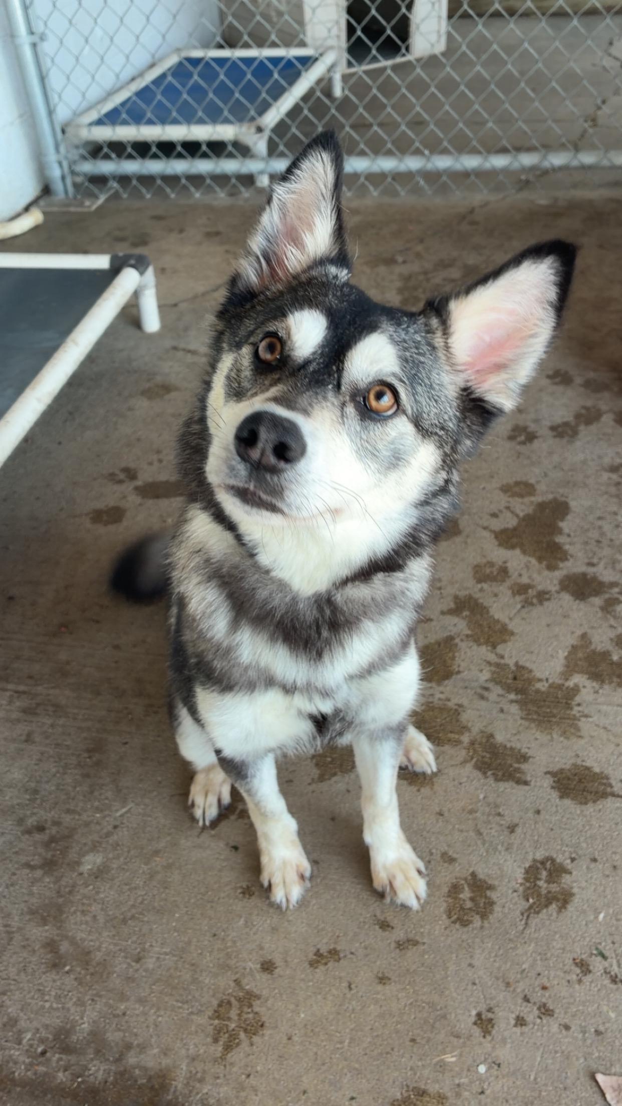 Sophie, ADOPTABLE, Young Female Husky.