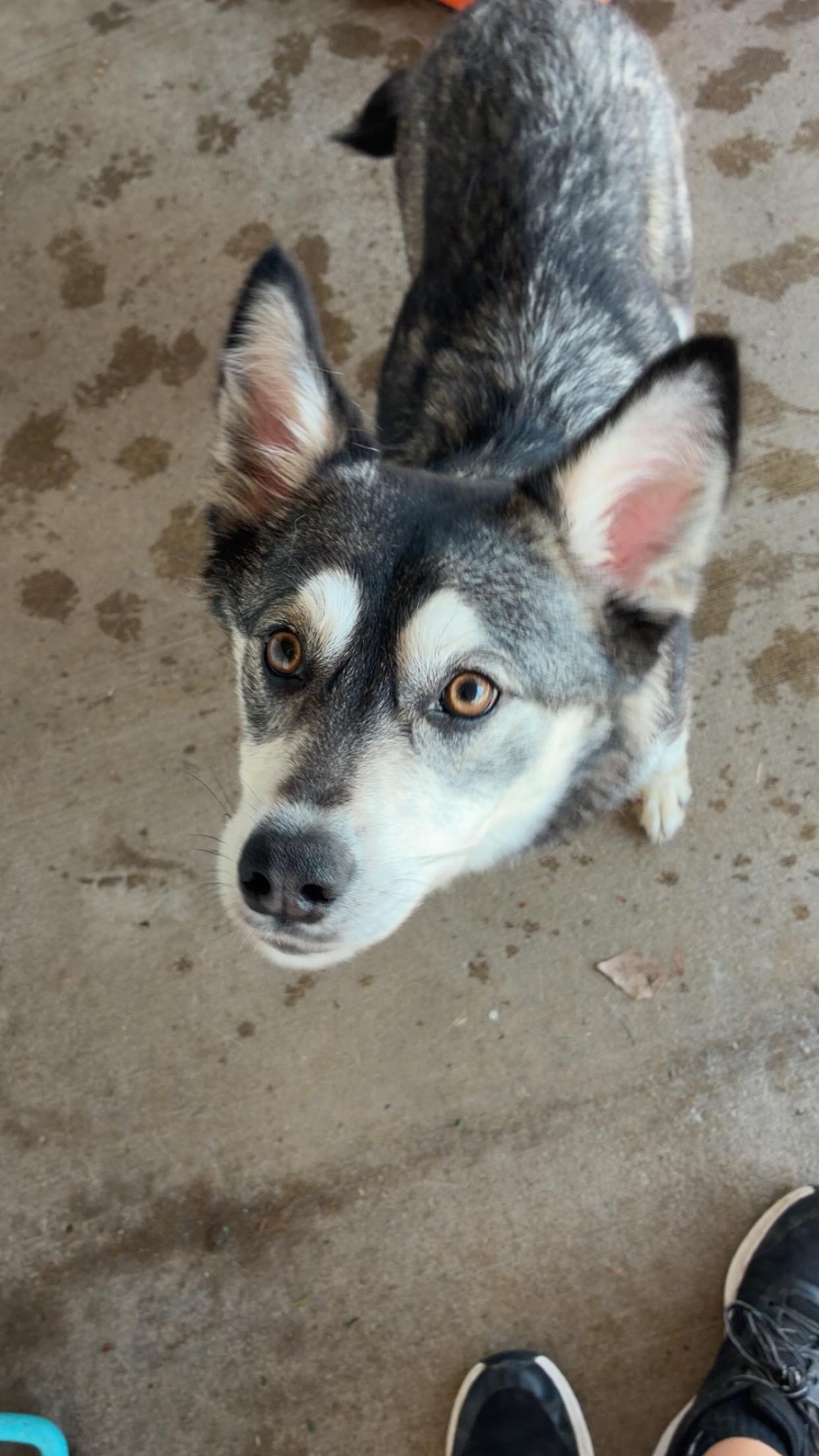 Enlarge Sophie, a ADOPTABLE mixed breed in Jamestown, ND image 2/3