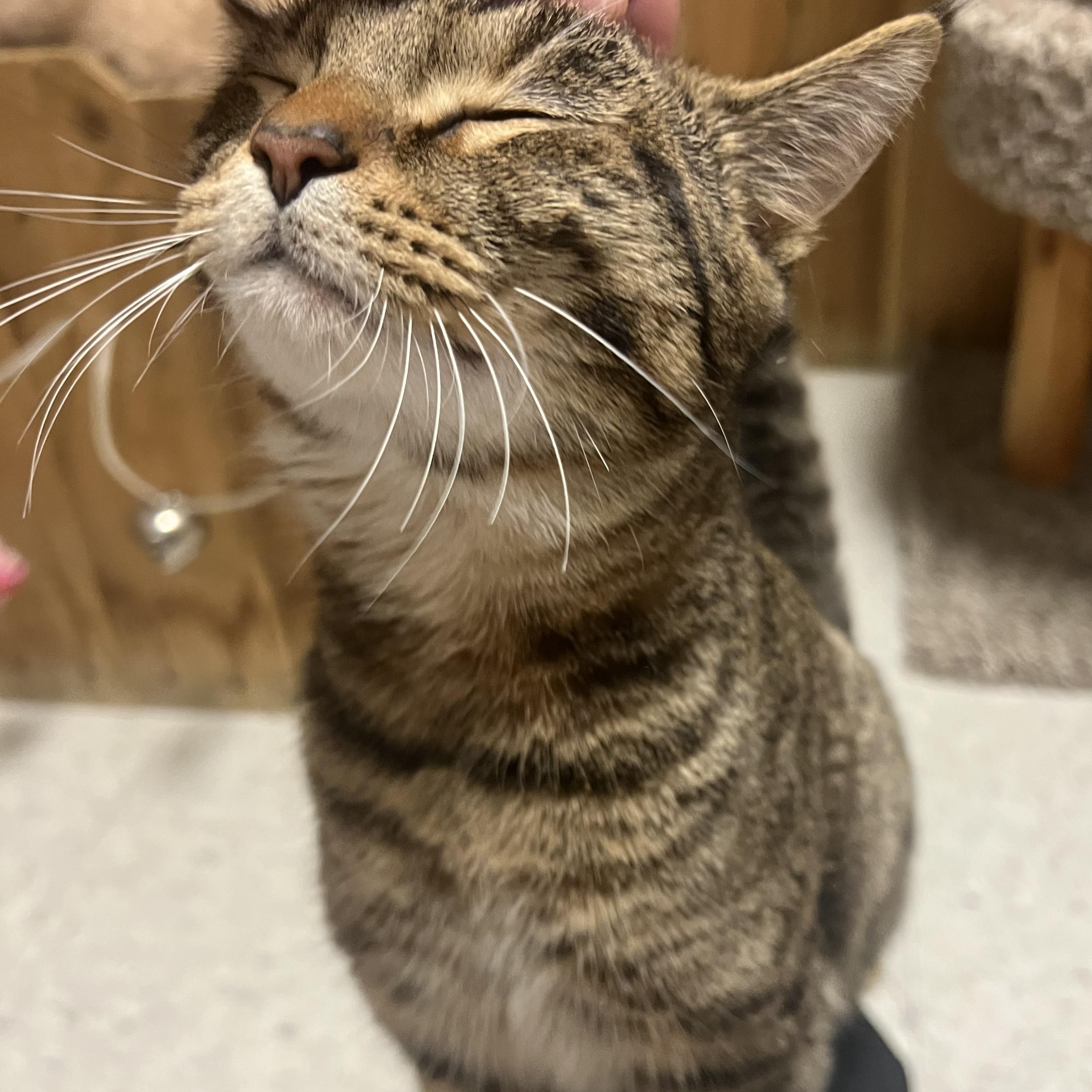 Ozzy, ADOPTABLE, Adult Male Domestic Short Hair.