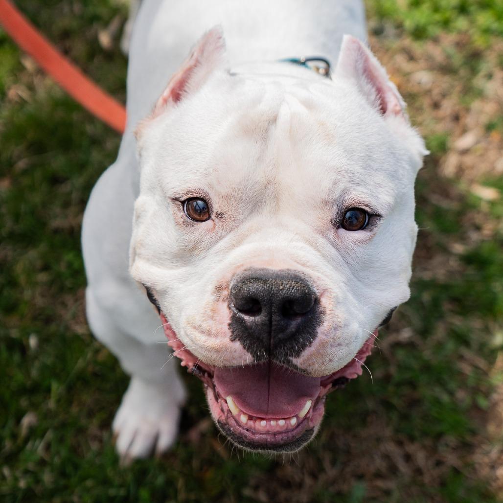 Enlarge Lobo, a Adoptable Pit Bull Terrier in Birdsboro, PA image 2/6
