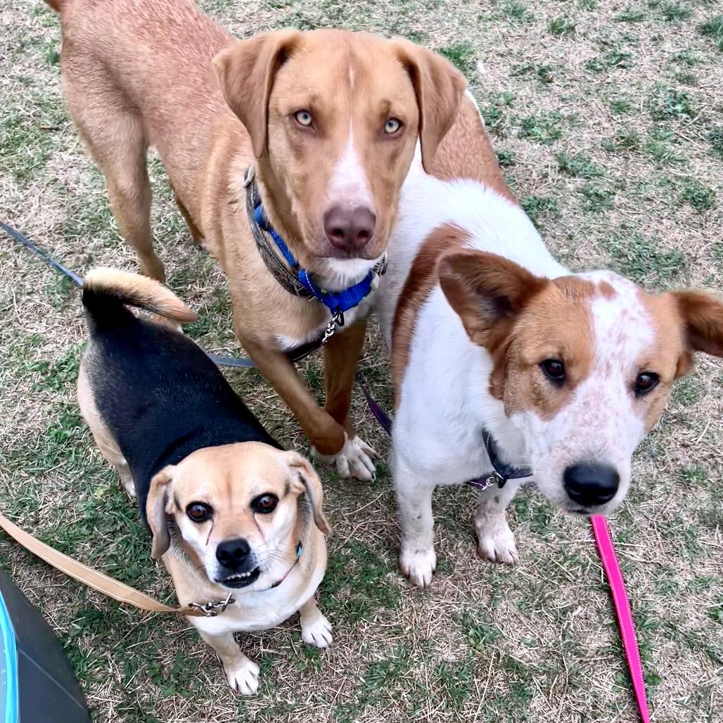 Enlarge Puggles, a Adoptable mixed breed in Norman, OK image 1/3