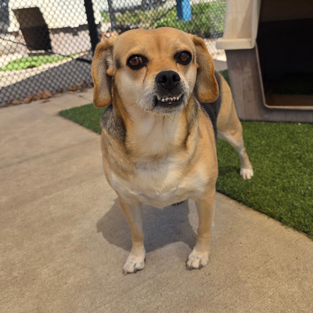 Enlarge Puggles, a Adoptable mixed breed in Norman, OK image 2/3