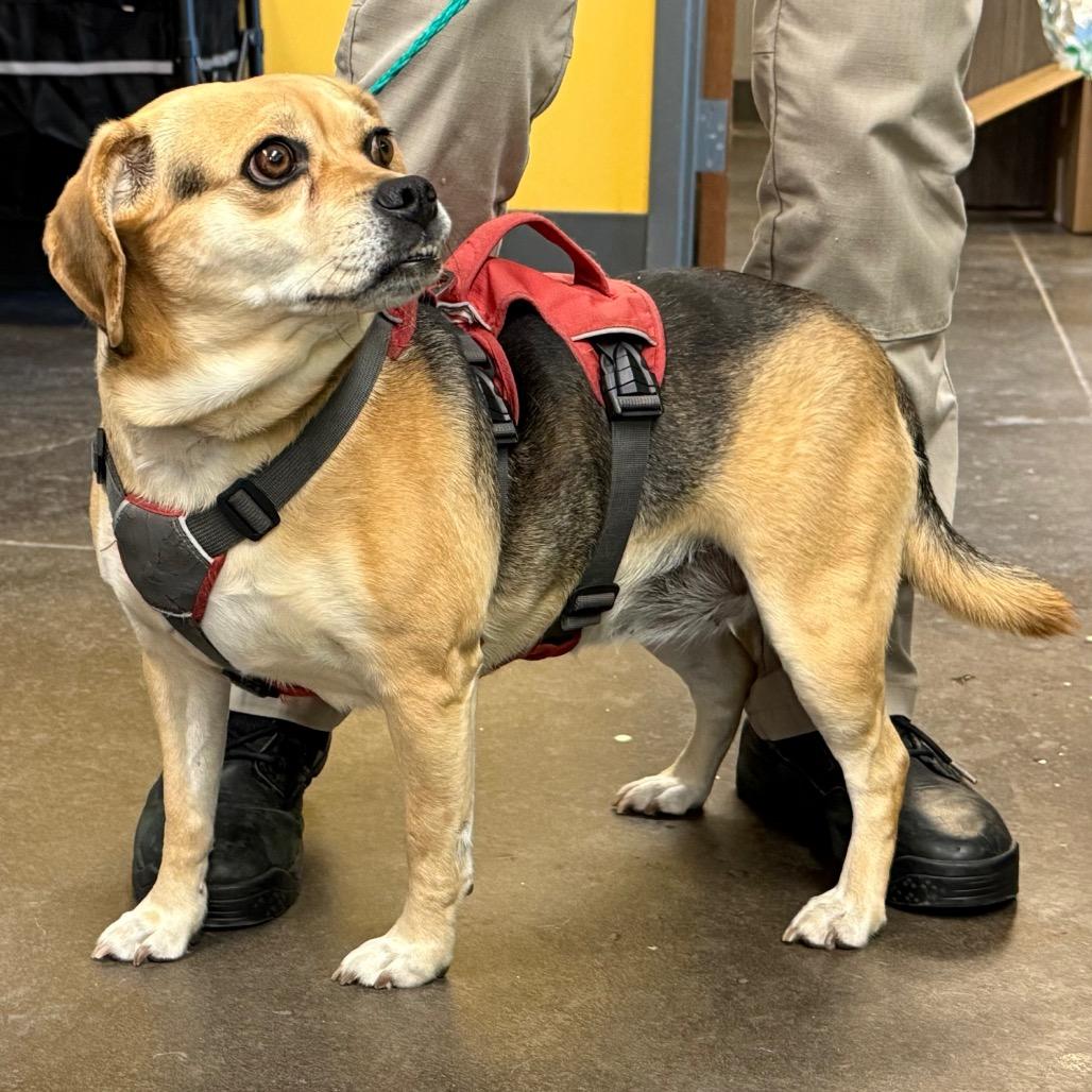 Enlarge Puggles, a Adoptable mixed breed in Norman, OK image 3/3