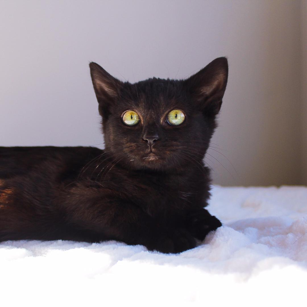 Enlarge Eden, a Adoptable Domestic Short Hair in Wayne, NJ image 1/3