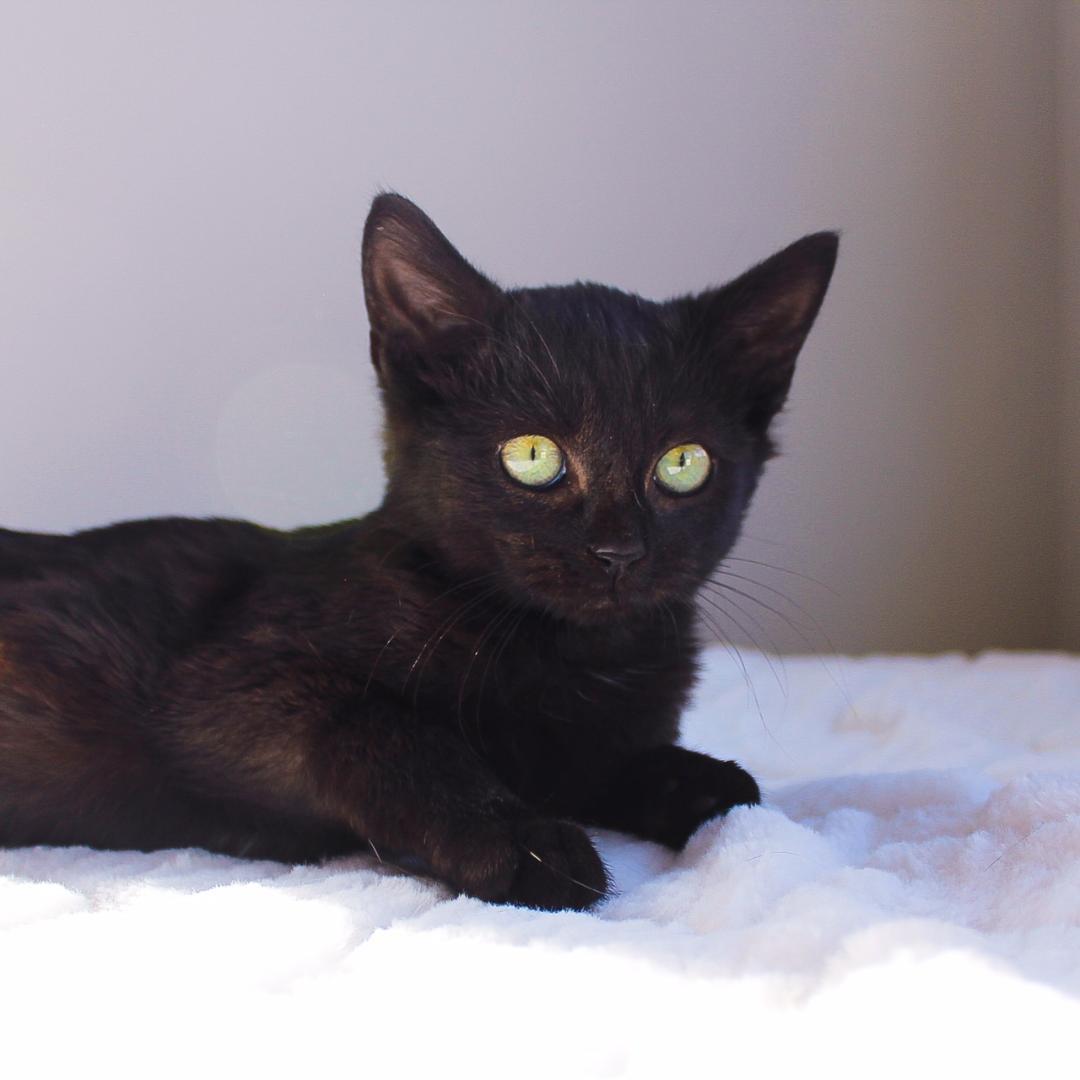 Enlarge Eden, a Adoptable Domestic Short Hair in Wayne, NJ image 3/3