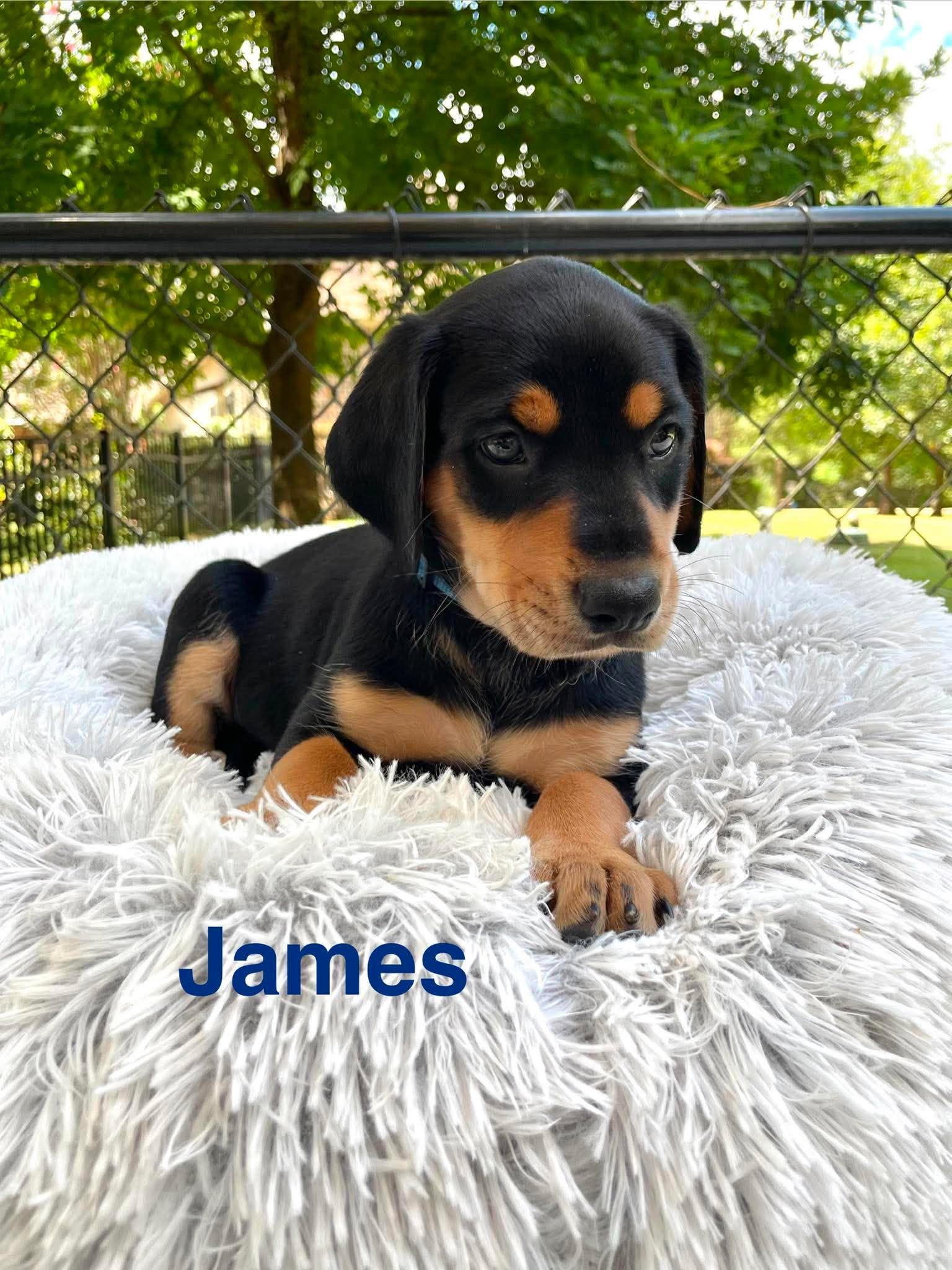 Enlarge JAMES, a Adopted mixed breed in Madisonville, LA image 2/6