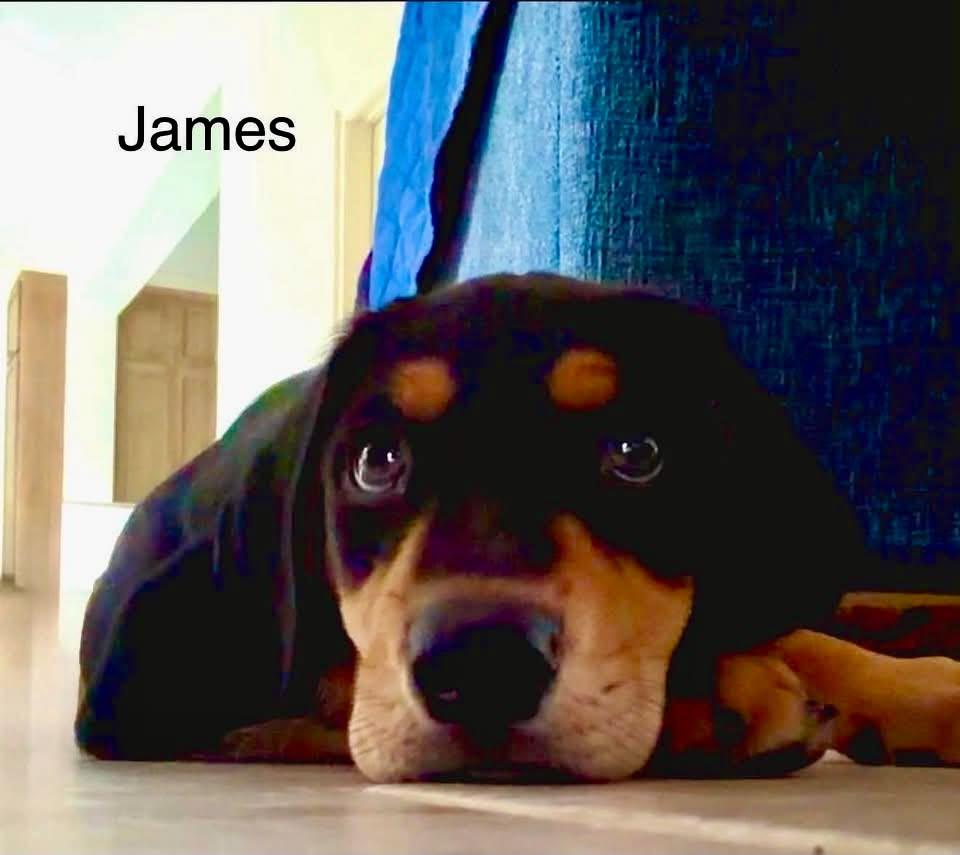 Enlarge JAMES, a Adopted mixed breed in Madisonville, LA image 3/6