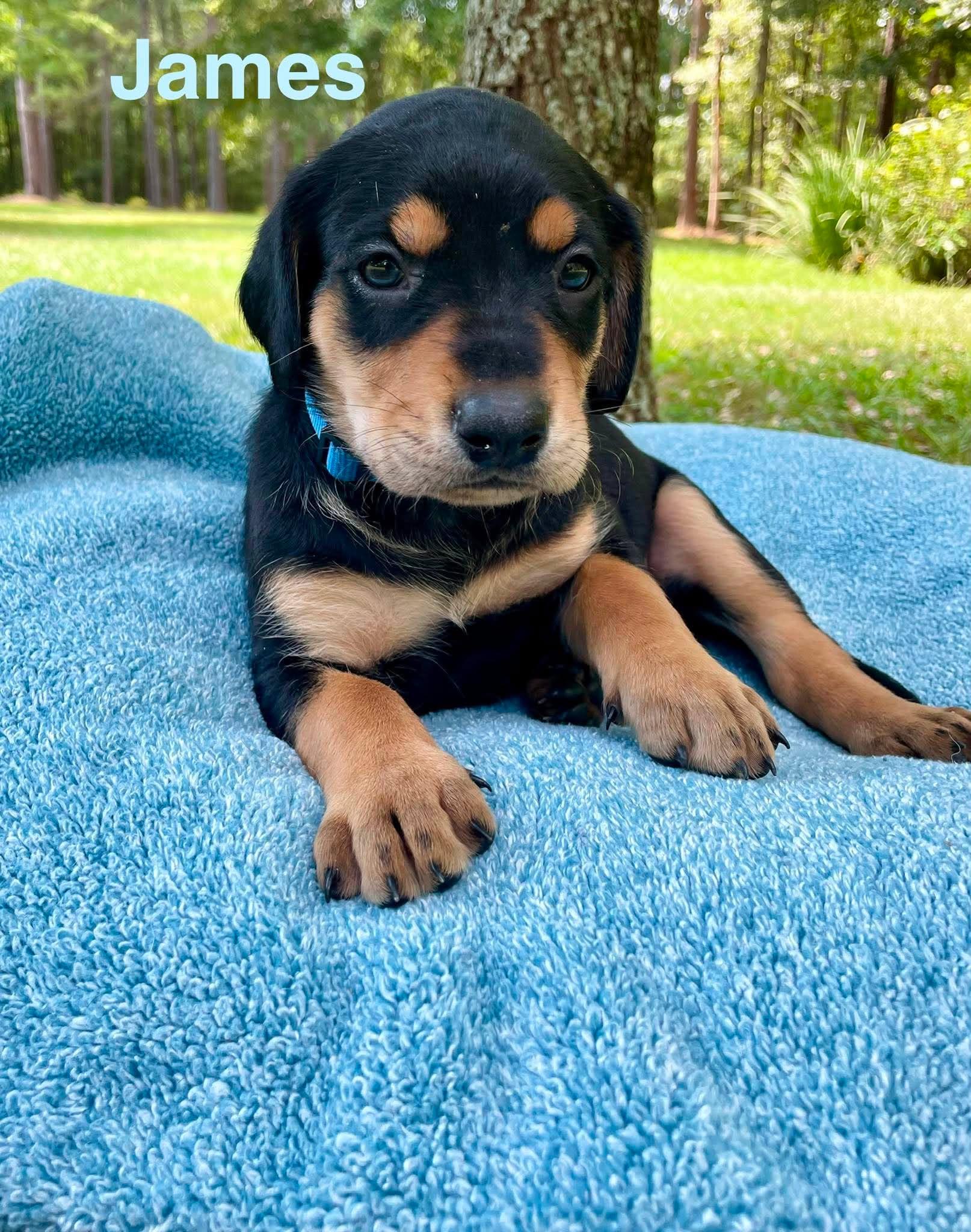Enlarge JAMES, a Adopted mixed breed in Madisonville, LA image 5/6