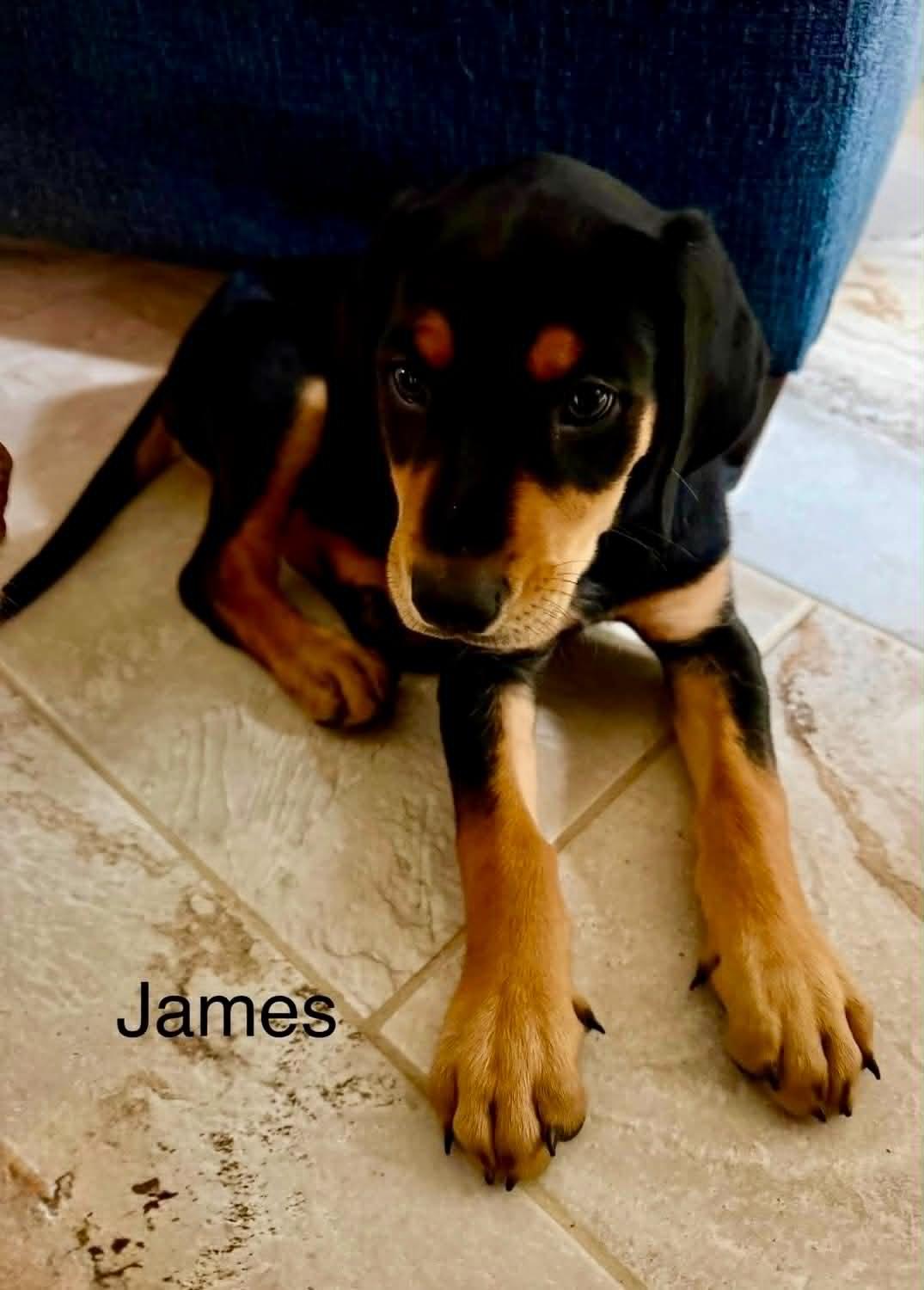 Enlarge JAMES, a Adopted mixed breed in Madisonville, LA image 4/6