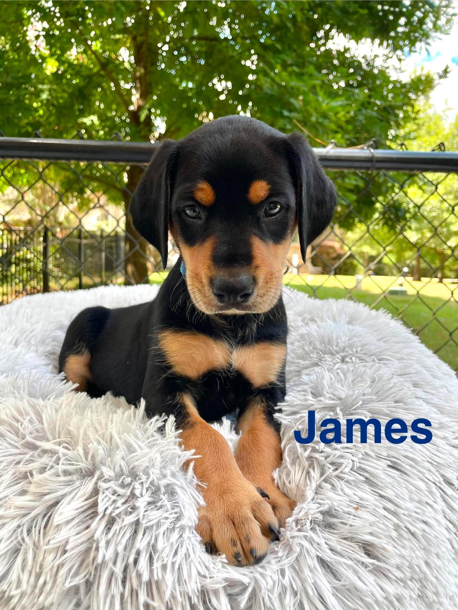 JAMES, Adopted, Puppy Male Doberman Pinscher & Catahoula Leopard Dog.