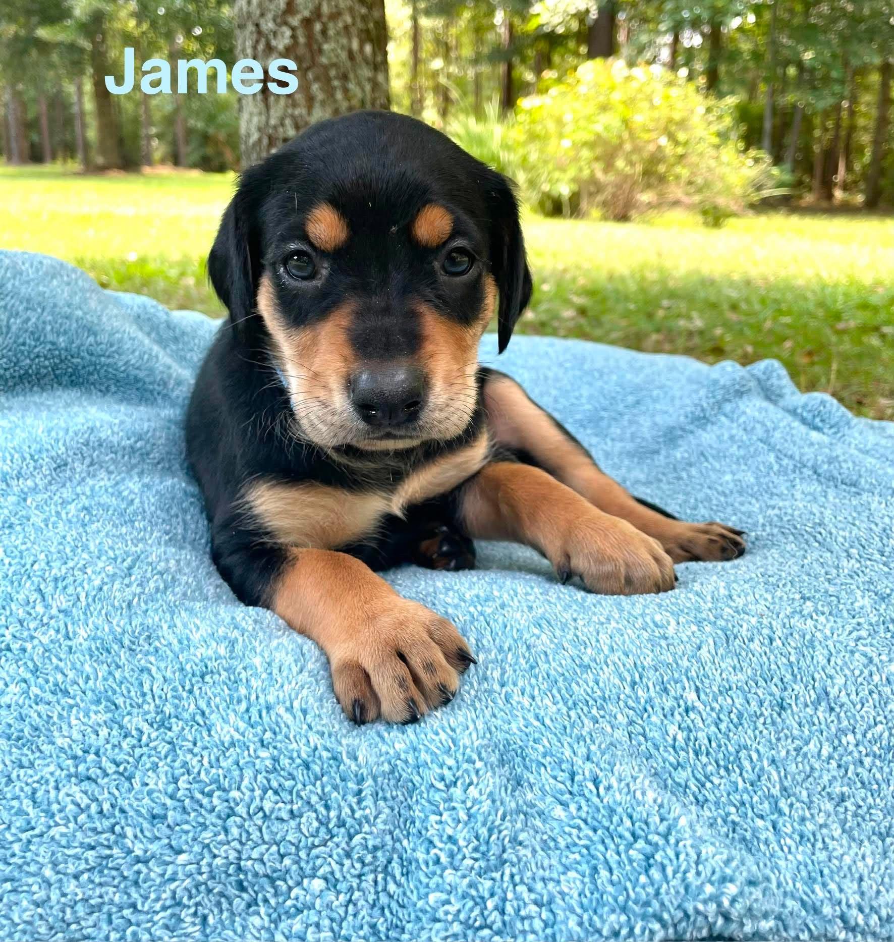 Enlarge JAMES, a Adopted mixed breed in Madisonville, LA image 6/6