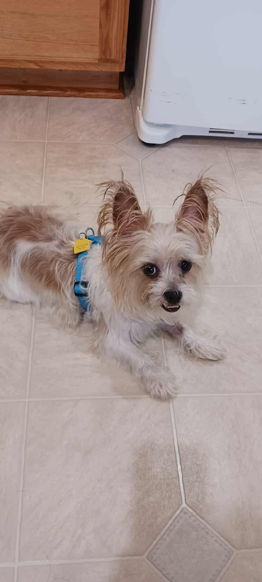 Biscuit, Adoptable, Adult Male Terrier.