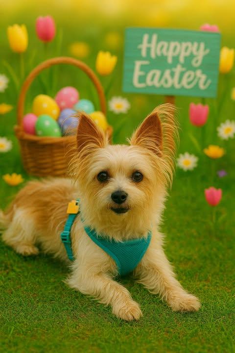 Enlarge Biscuit, a Adoptable Terrier in Ashville, OH image 2/3